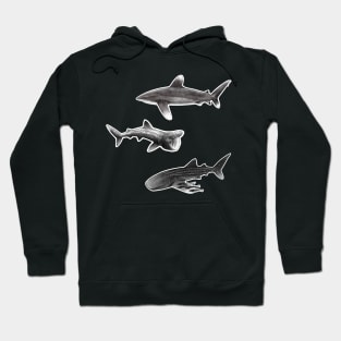 Sharks : Oceanic Whitetip, Basking Shark, Whale Shark Hoodie